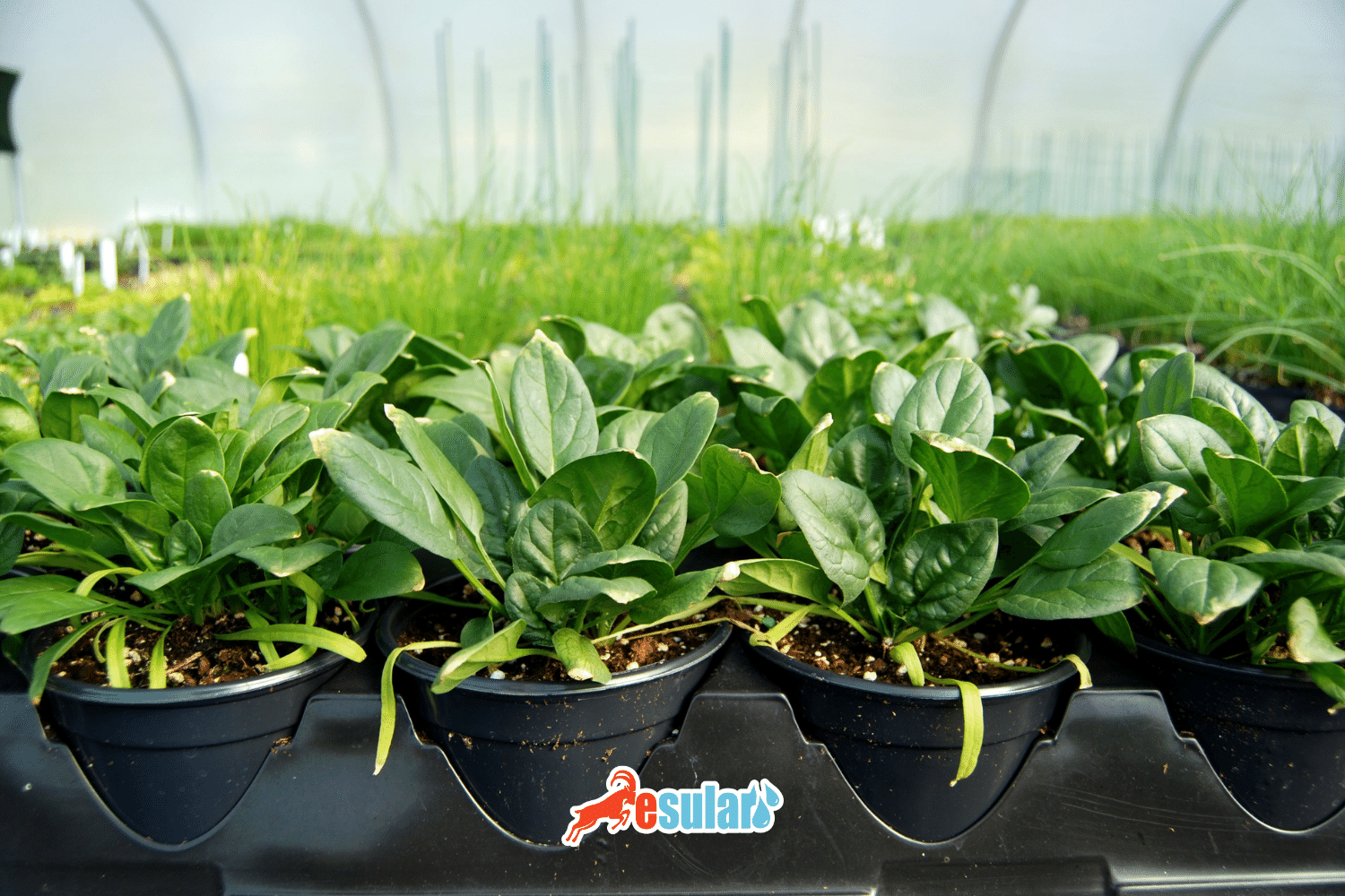 How is Spinach Cultivation Done?