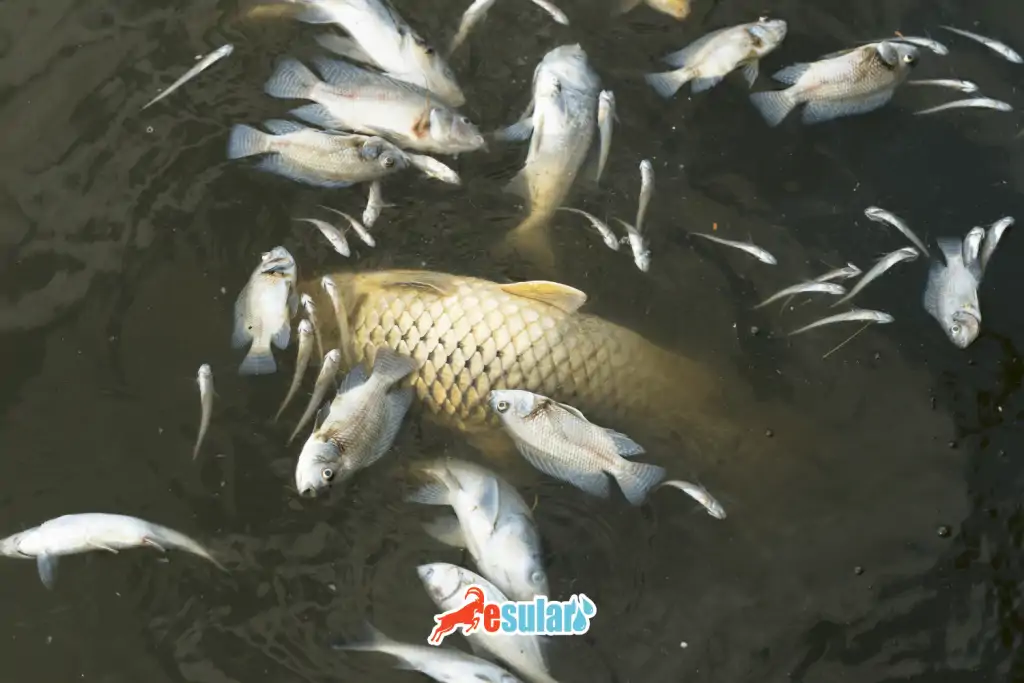 su-kirliligi-insan-sagligi-ve-cevre-uzerine-etkileri