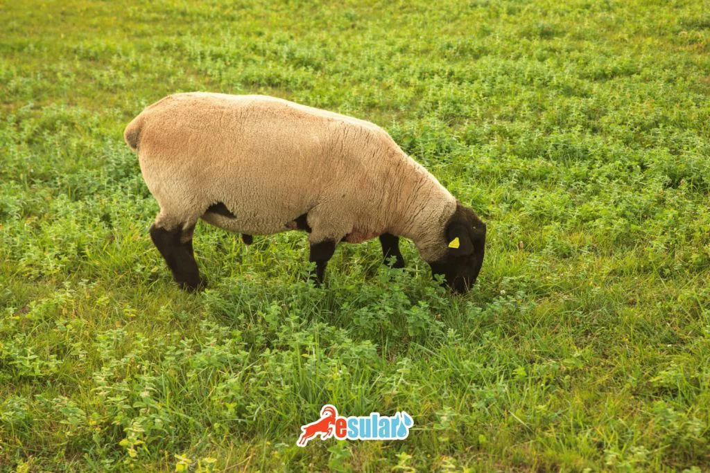 suffolk-koyunu-ozellikleri