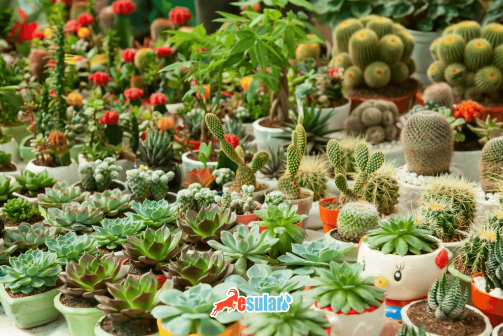 sukulent-cesitleri