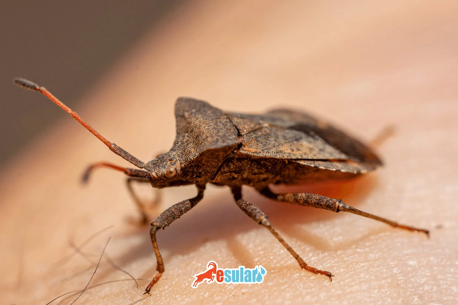 Sunn Pest: A Guide to Combating the Arch-Enemy of Cereals