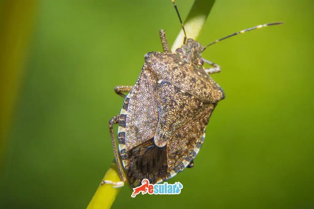 sune-böcegi-zararlari