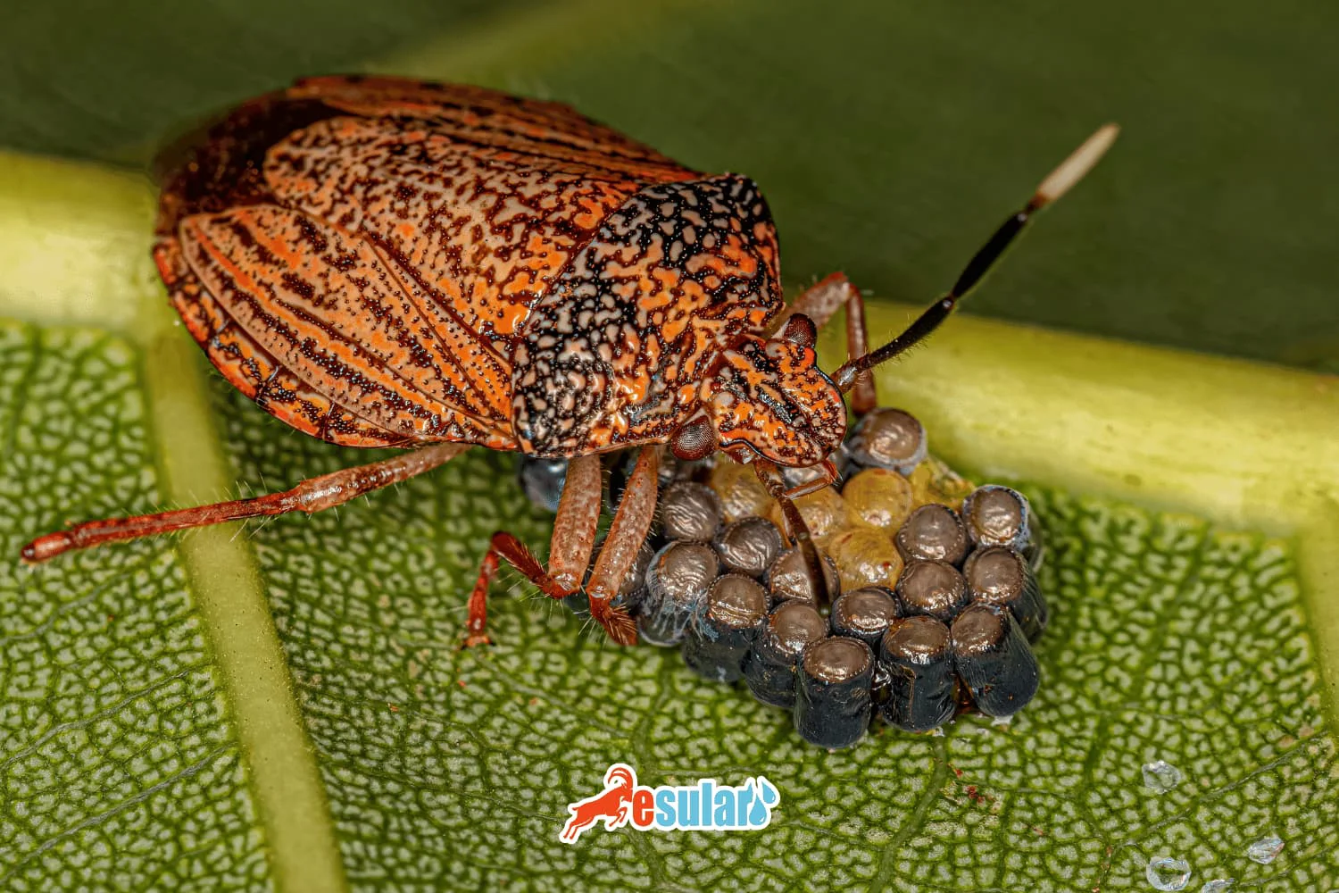 What is the Sunn Pest?