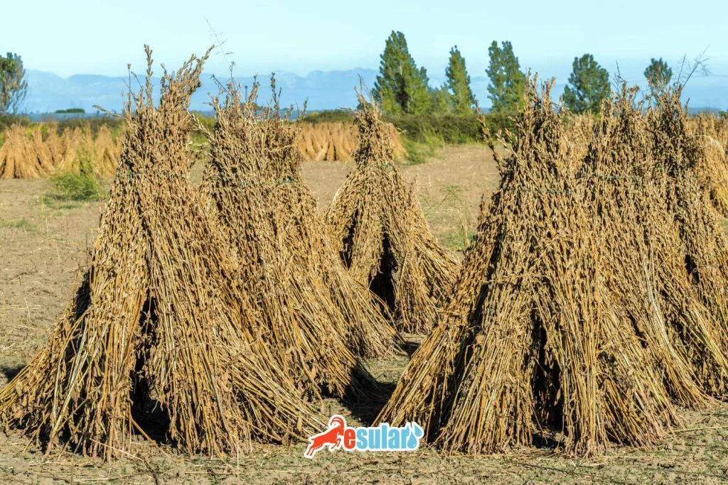 susam-yetistiriciligi