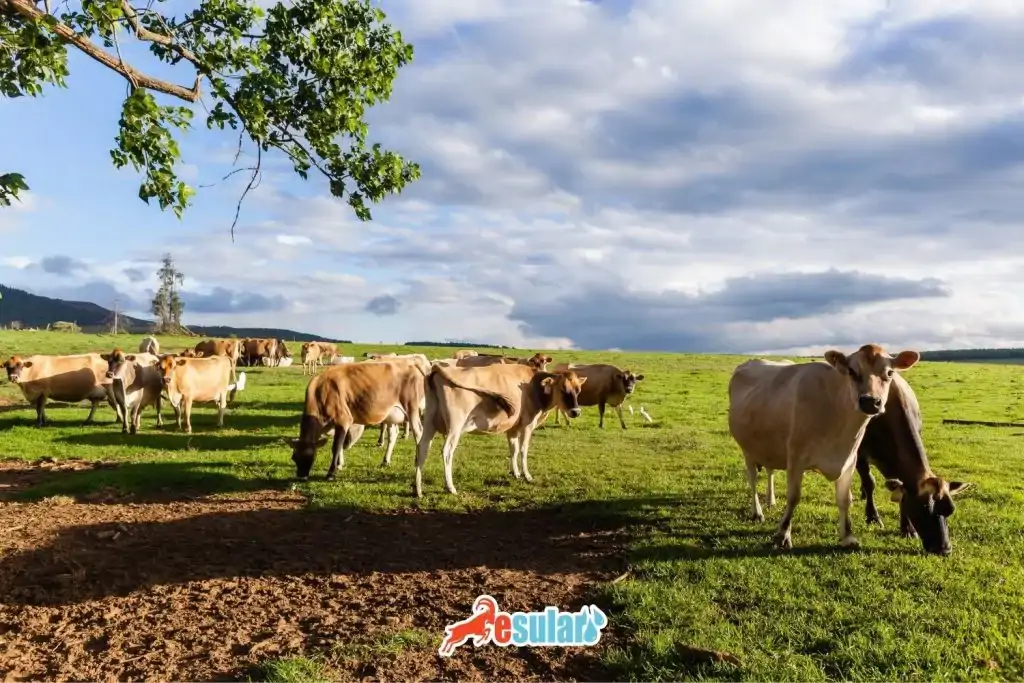 sut-verimi-yuksek-sigirlar