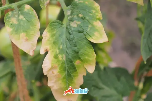 flüssiger-Schwefel-Anwendung