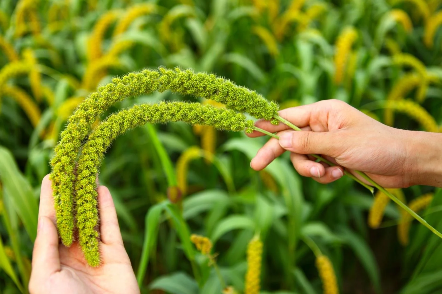 Cultivo de Mijo en Rama