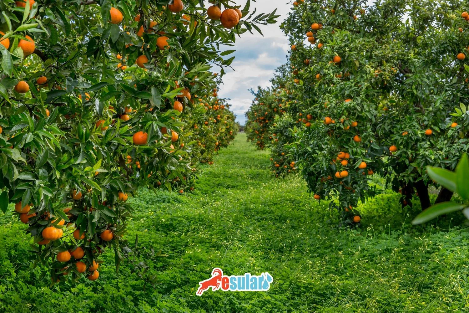 How is Mandarin Cultivation Done?