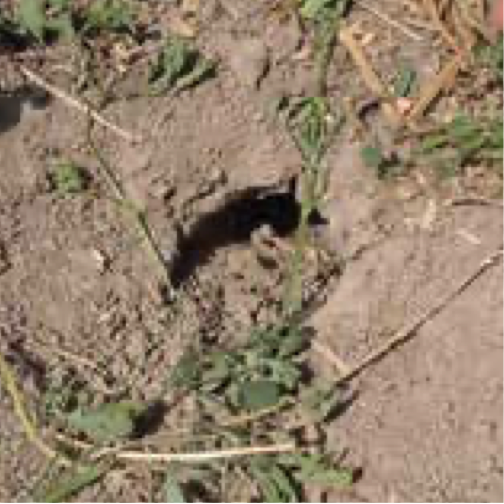 field-mouse-feeding-hole