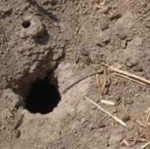 field-mouse-vertical-feeding-hole