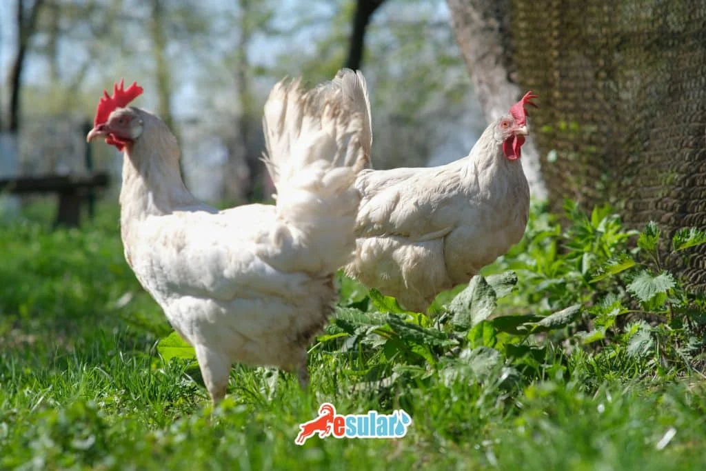 documents-required-to-establish-a-poultry-farm