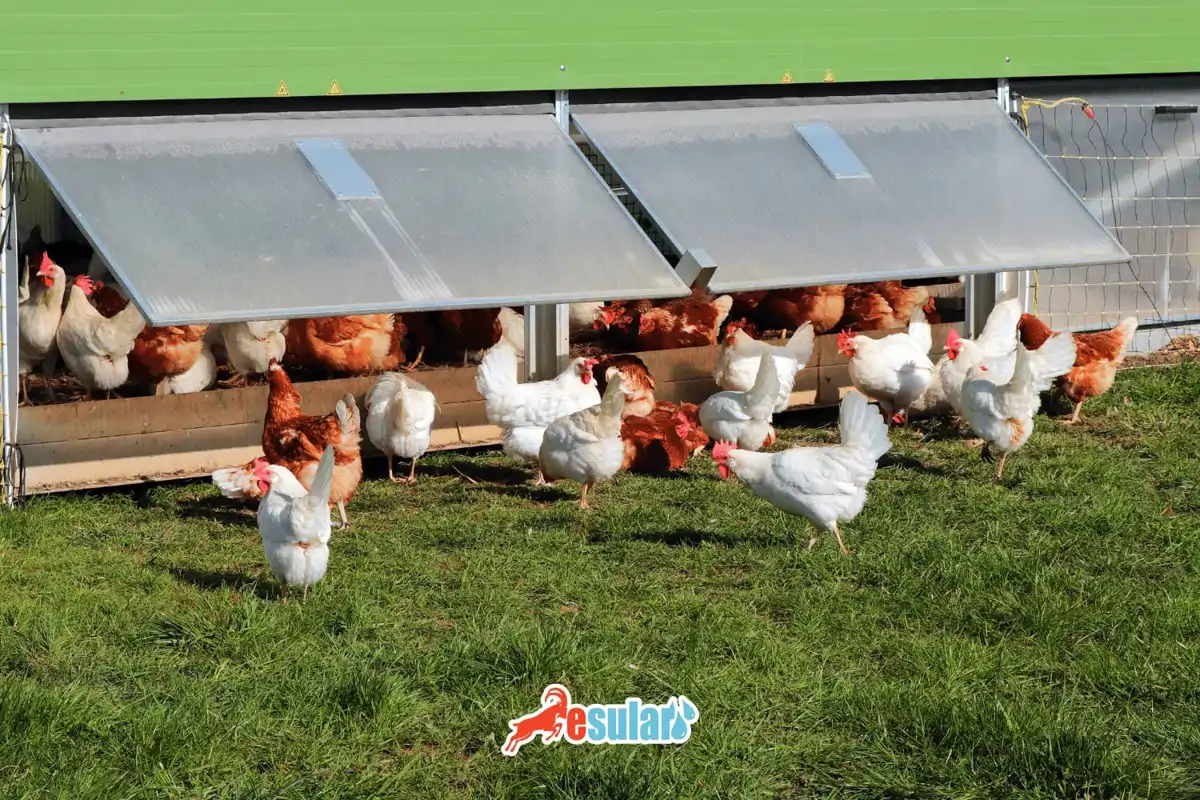 Wie gründet man eine Hühnerfarm?