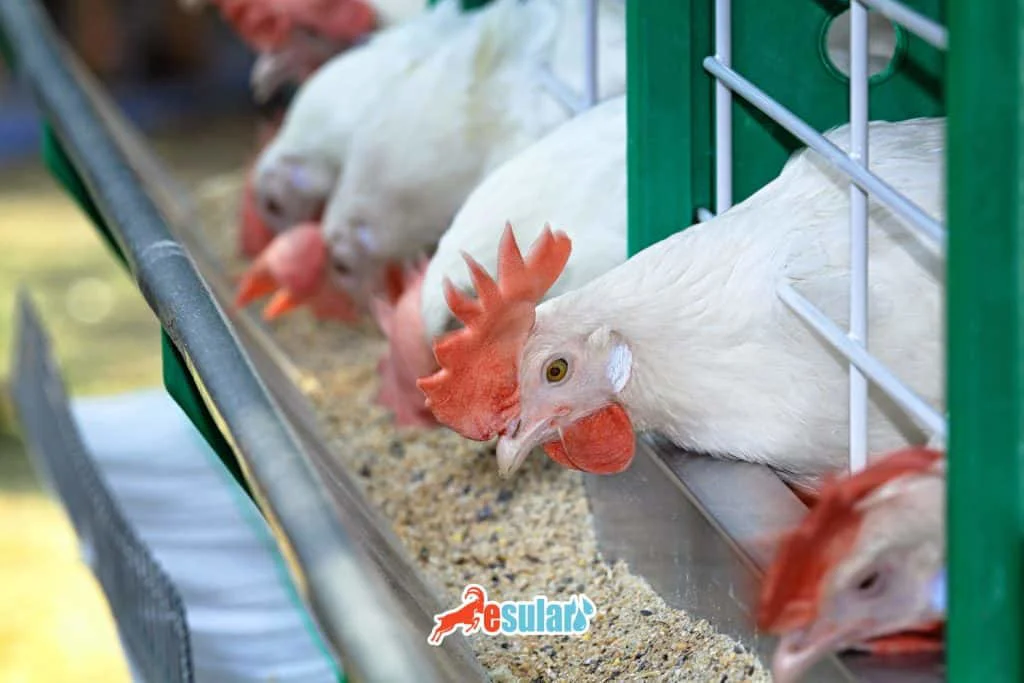 how-should-a-poultry-farm-be