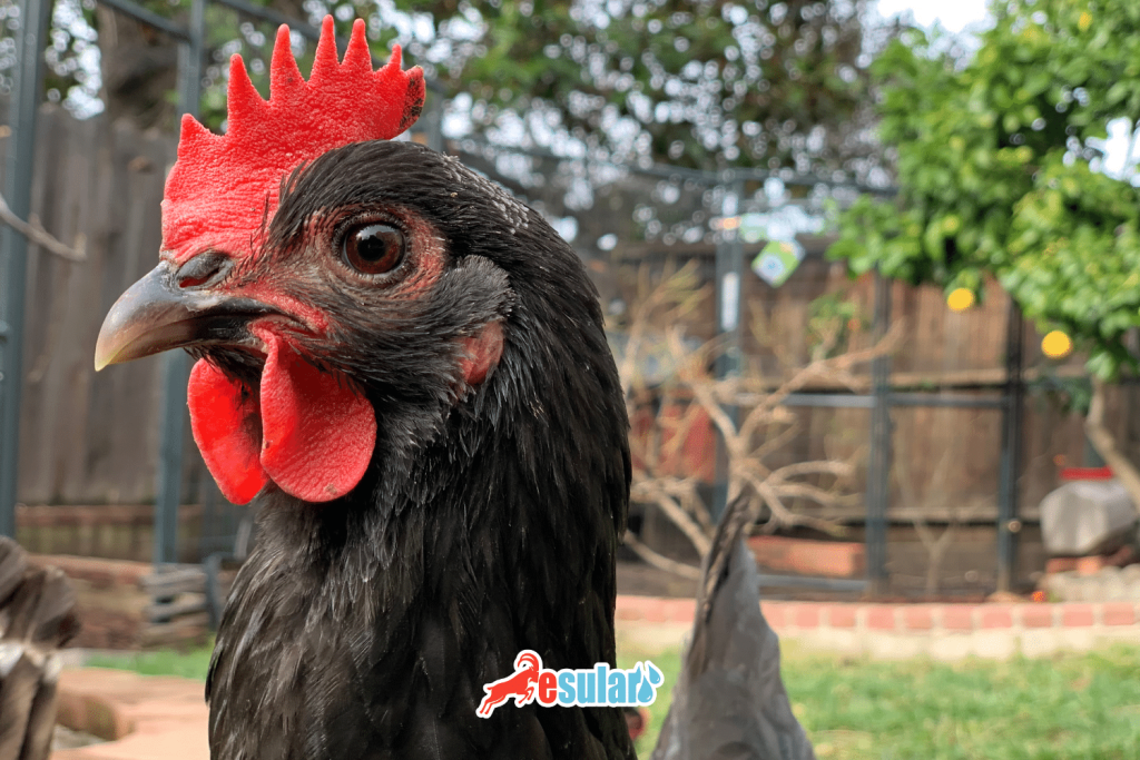 鸡每天都产蛋吗