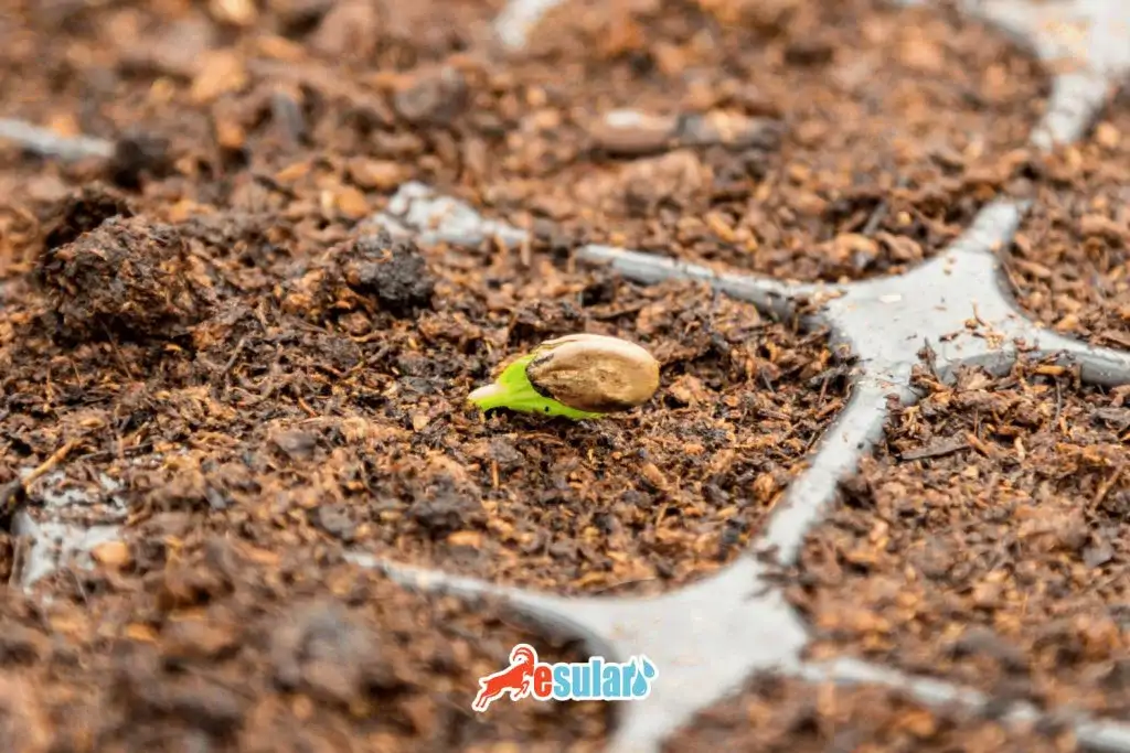 what-is-seed-germination