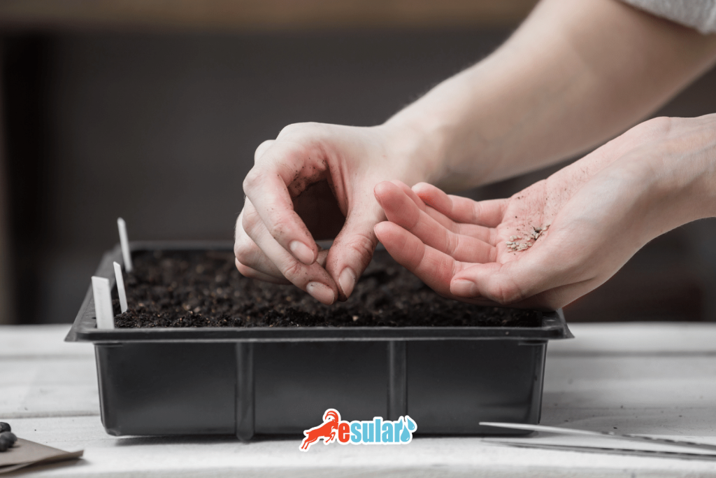 种子育种如何进行