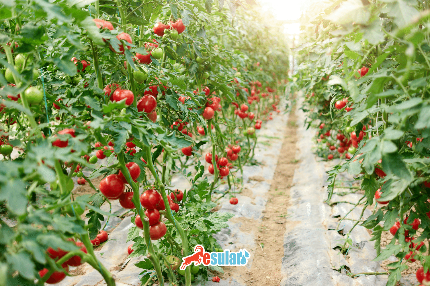 Wie baut man Tomaten an? Wo wachsen Tomaten?