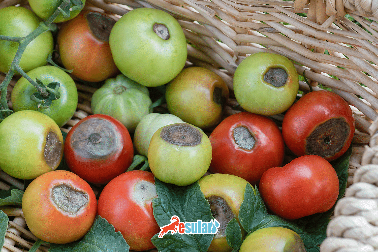 Calcium Deficiency in Tomatoes