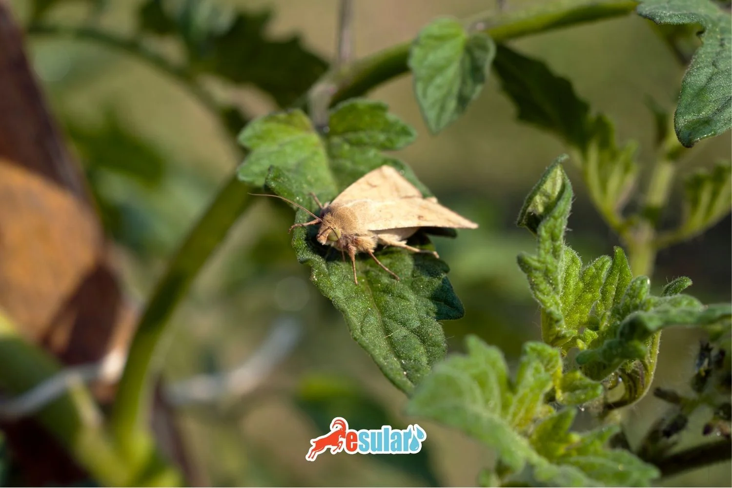 What is Tomato Leafminer?
