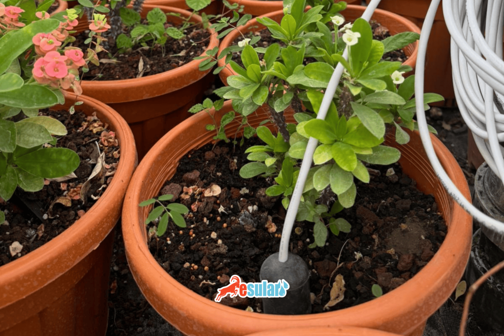 toprak-nem-sensoru-ile-toprak-nem-olcumu-esular