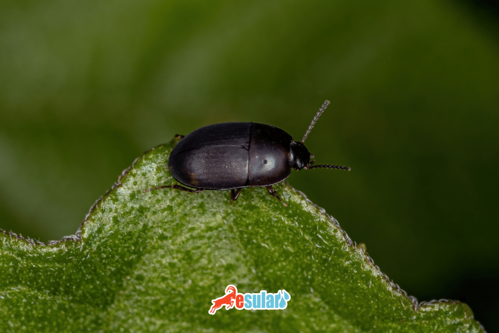 toprak-piresi-nasil-yok-edilir