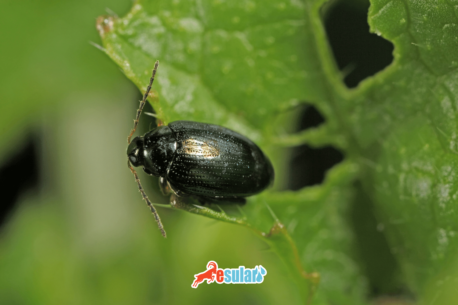 What is the Soil Flea?