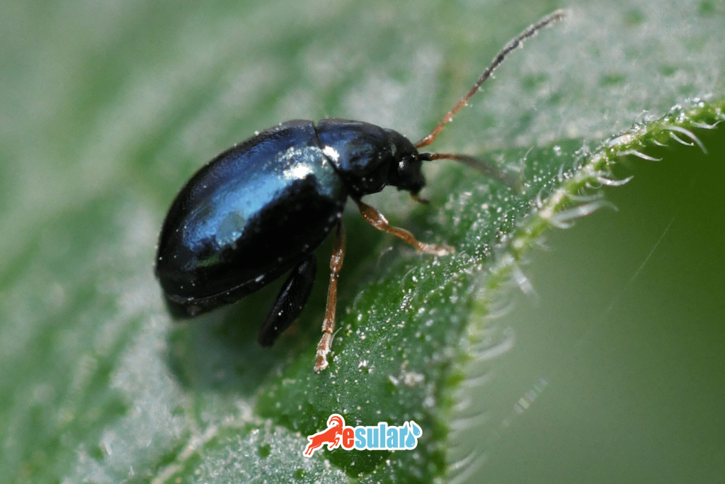 toprak-piresi-zararlari