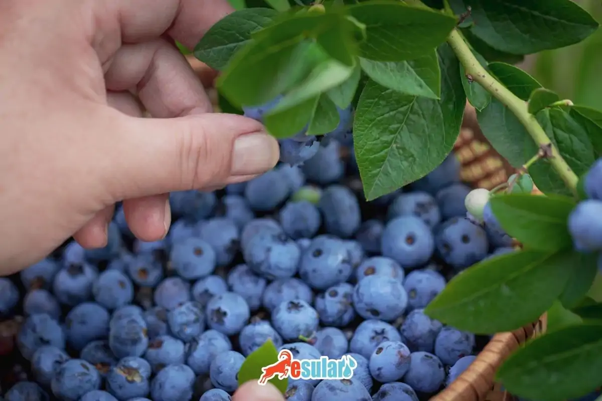 Torpaqsız Blueberry Becərilməsi