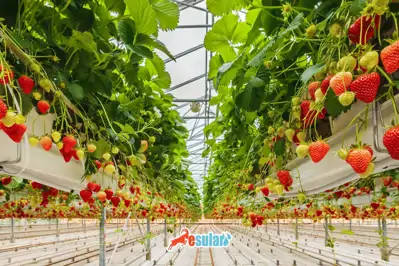 有土和无土草莓栽培的全面原则：通过智慧农业实现高产
