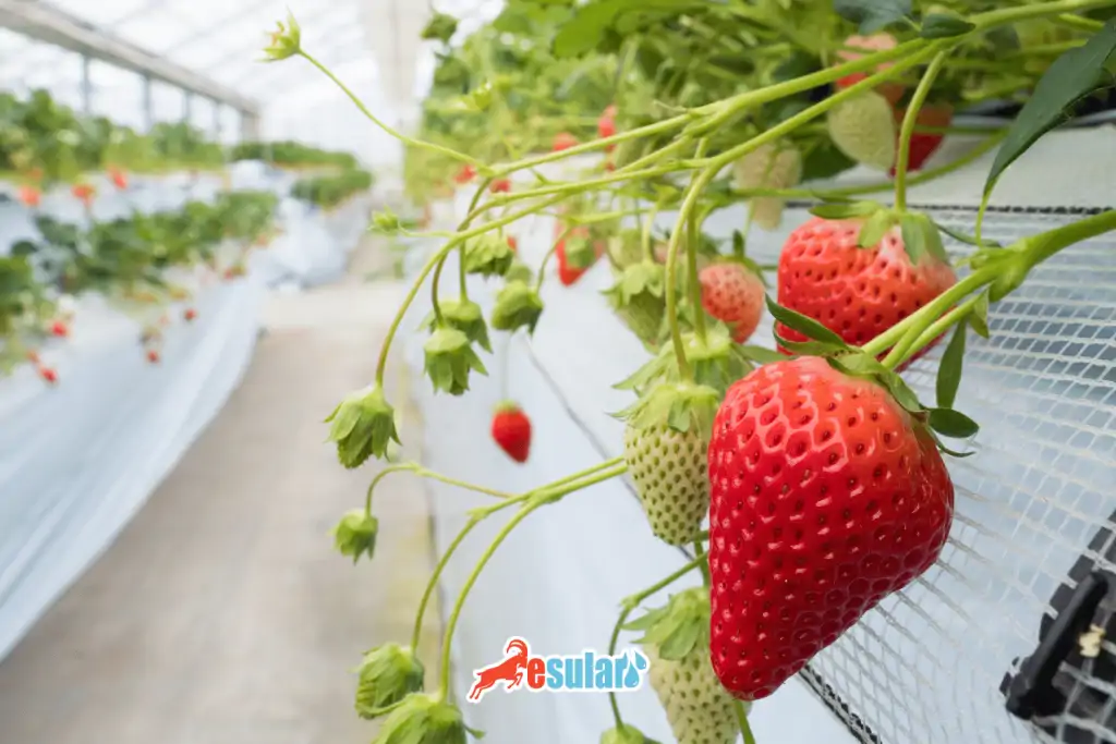 topraksiz cilek yetistiriciligi