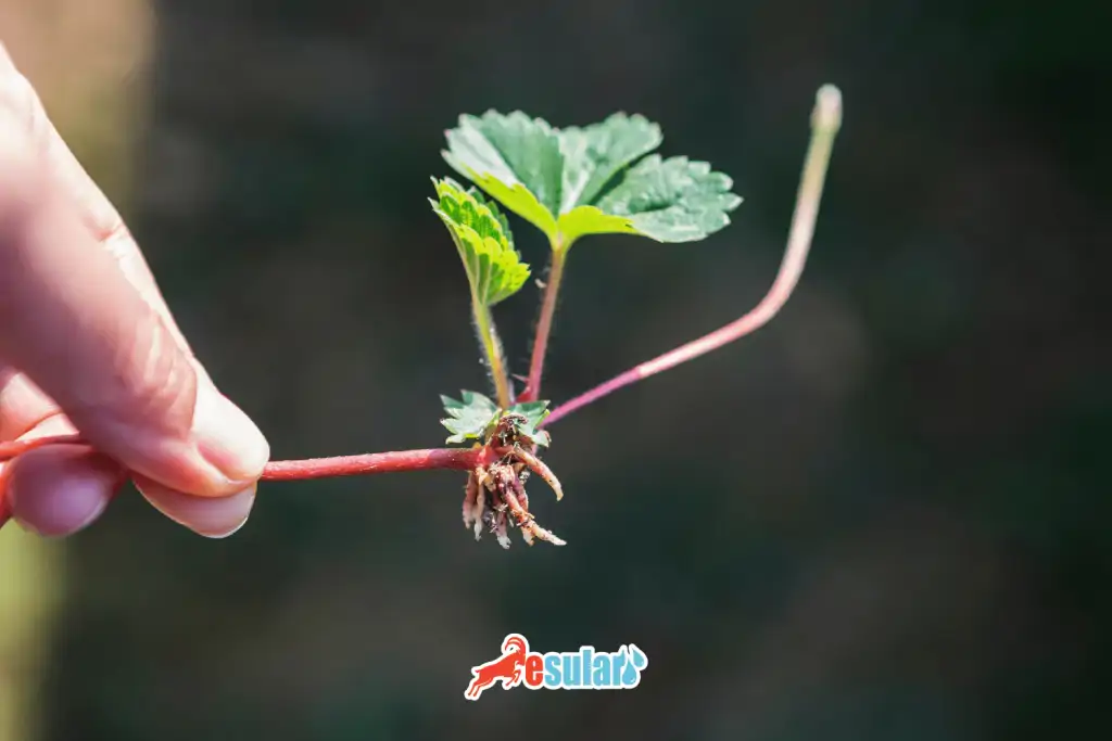 topraksiz cilek yetistiriciligi