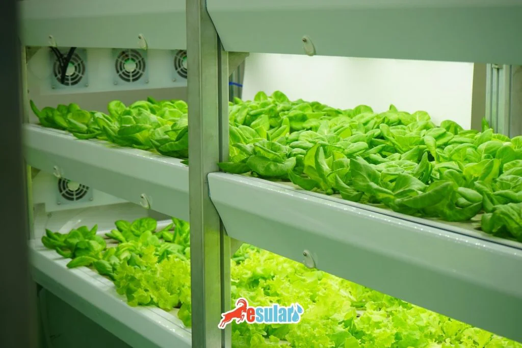 topraksiz-tarim-nedir