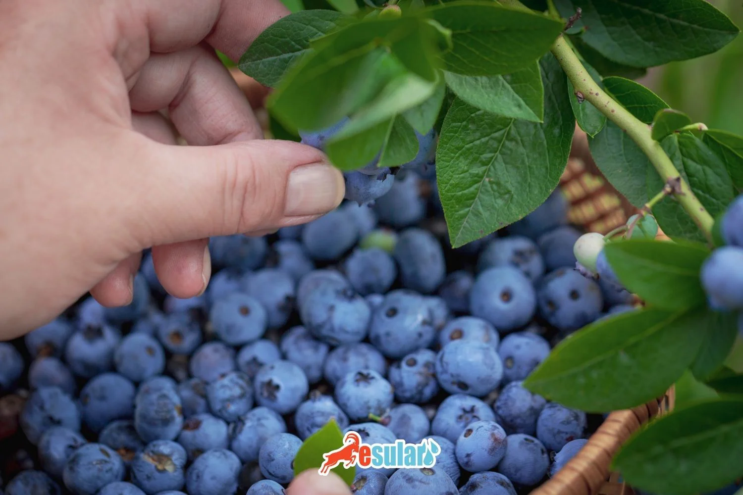 Torpaqsız Blueberry Becərilməsi