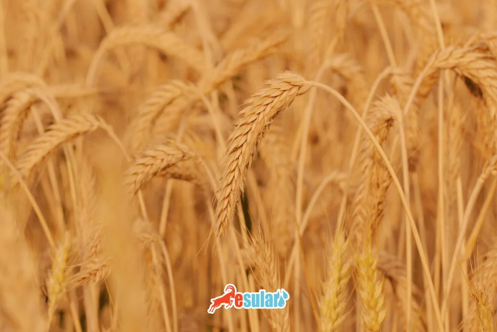 tritikale-nerede-yetisir