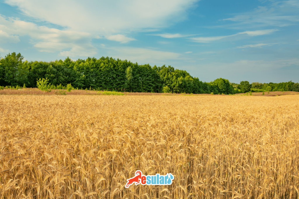 tritikale-yetistiriciligi