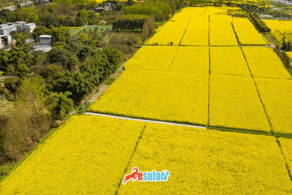 turkiyede-kanola-en-cok-nerede-yetisir