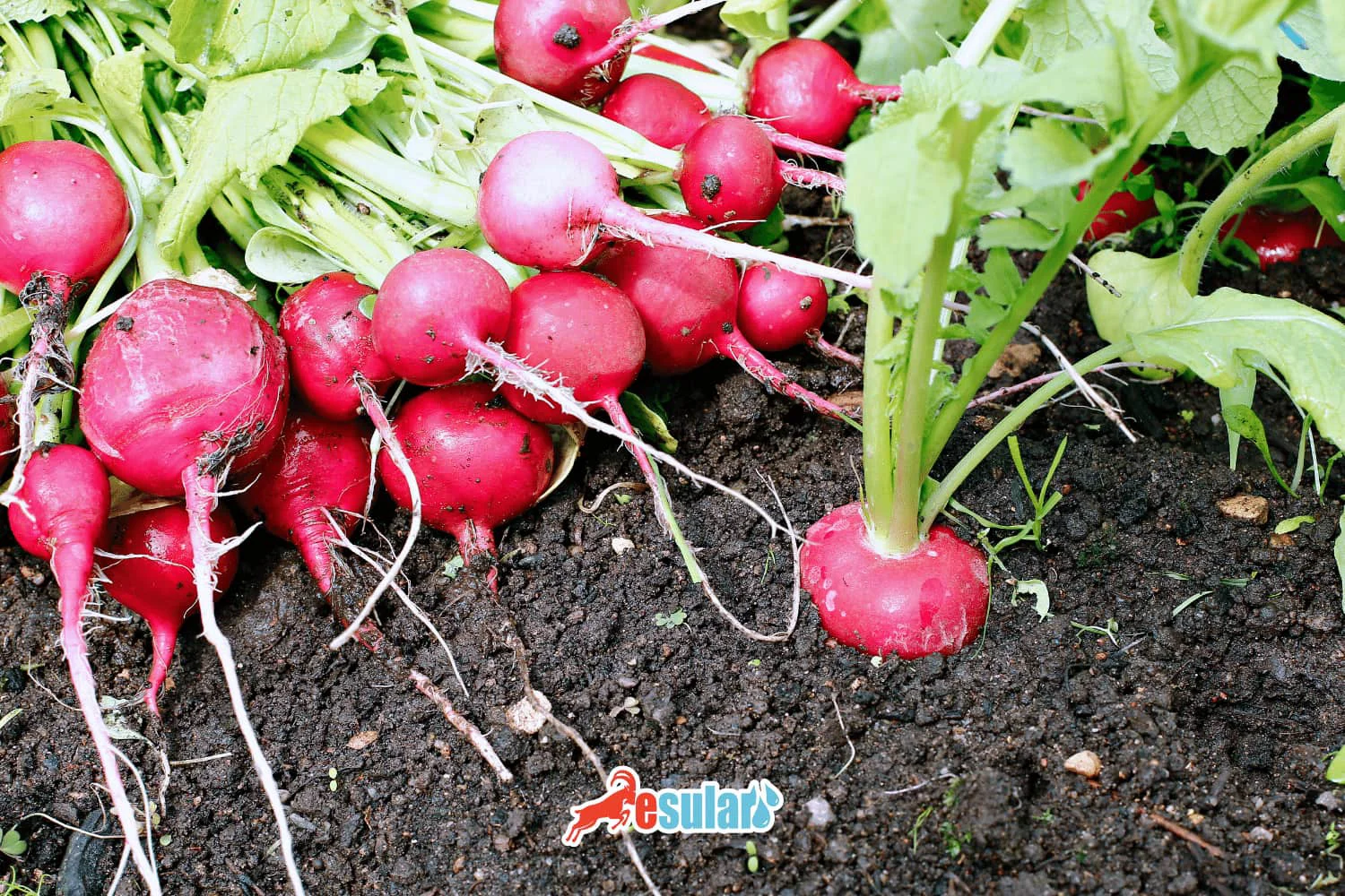 How to Grow Radishes?