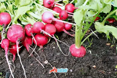 Turp Yetiştiriciliği Nasıl Yapılır?