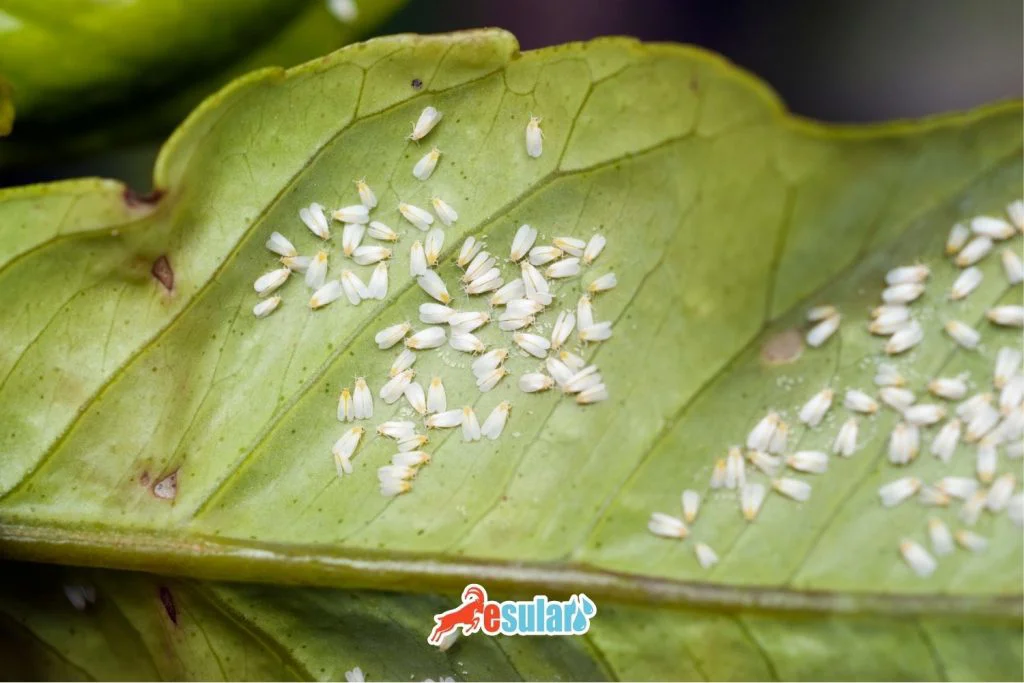 turuncgil-beyaz-sinegi-nedir