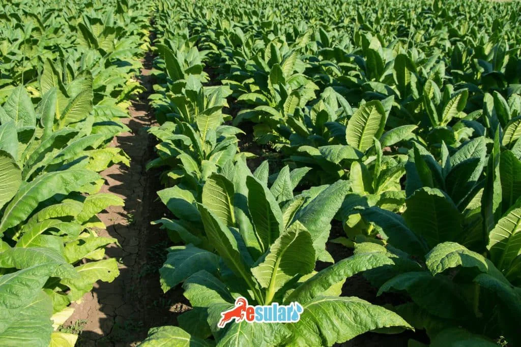 tutun-nerede-yetisir