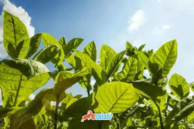 Tütün Yetiştiriciliği Nasıl Yapılır?