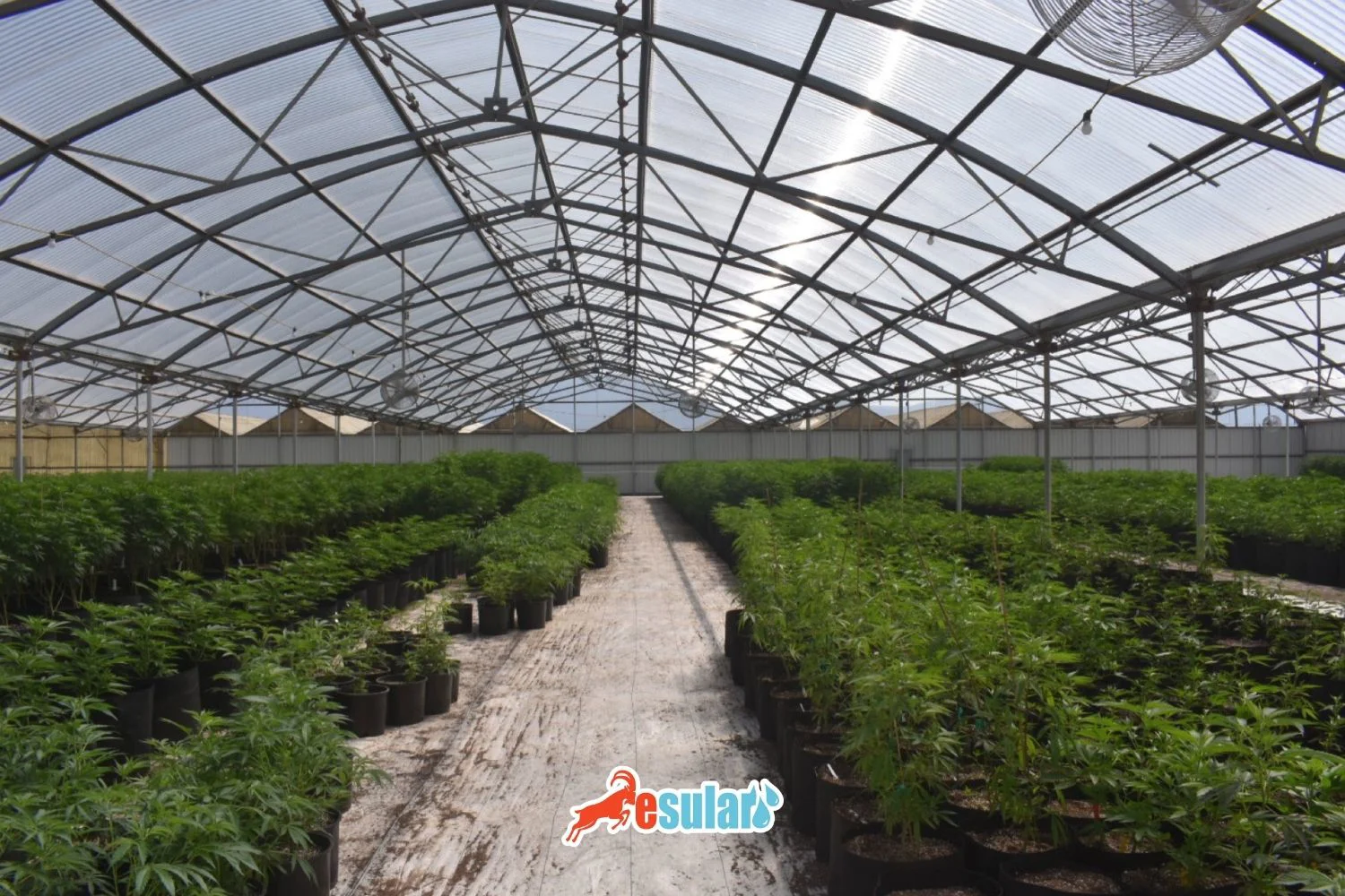 Comprehensive Smart Greenhouse Automation Guide: Climate, Irrigation, and Fertigation | Esular