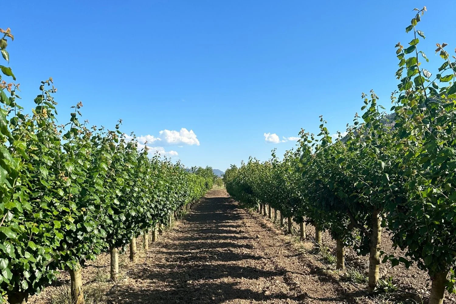 MAREM Fruit Research Institute Smart Irrigation System | esular