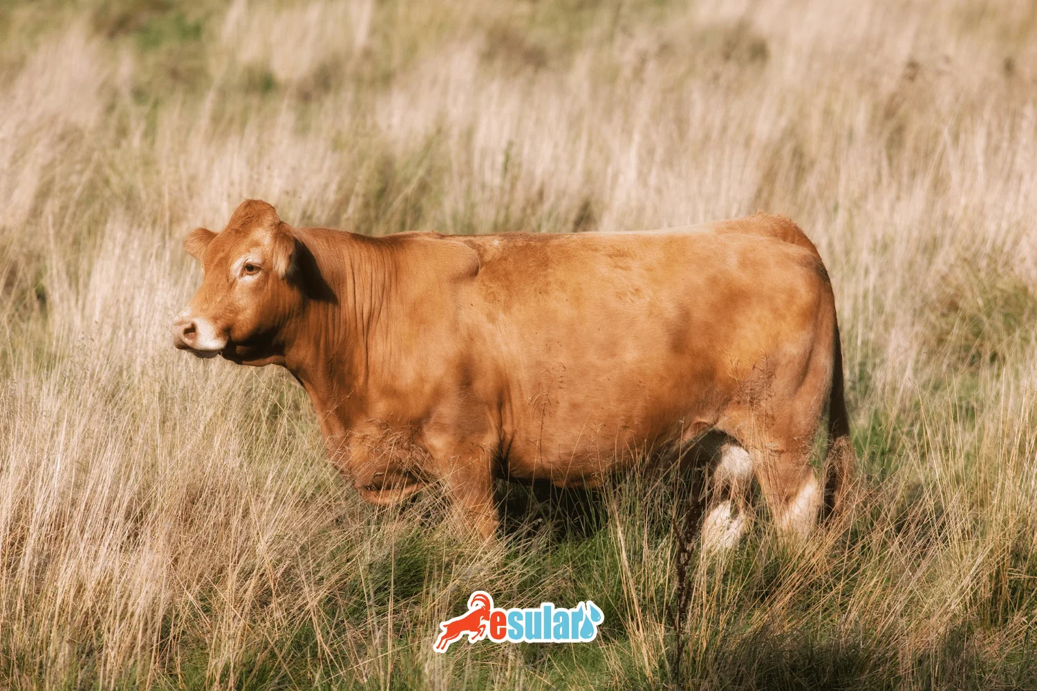 Why Do Cows Drink Urine?