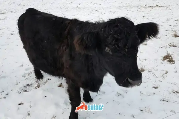 how-mange-disease-is-transmitted