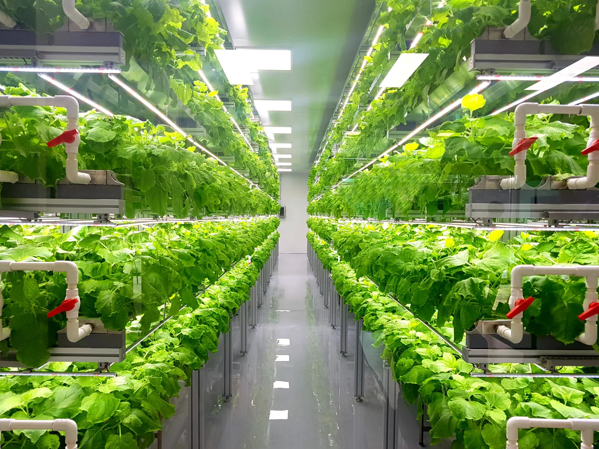 What is Vertical Farming?