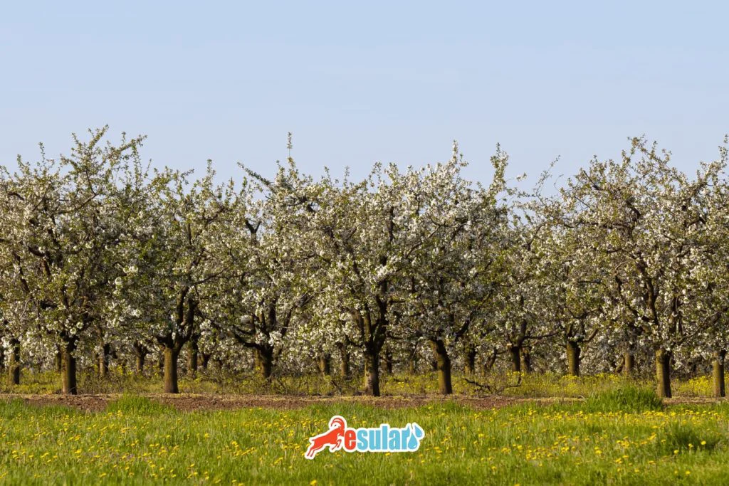 visne-nerede-yetisir