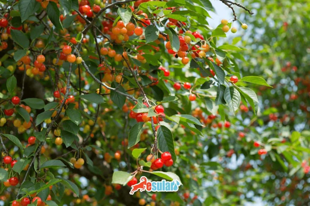 visne-nerede-yetisir