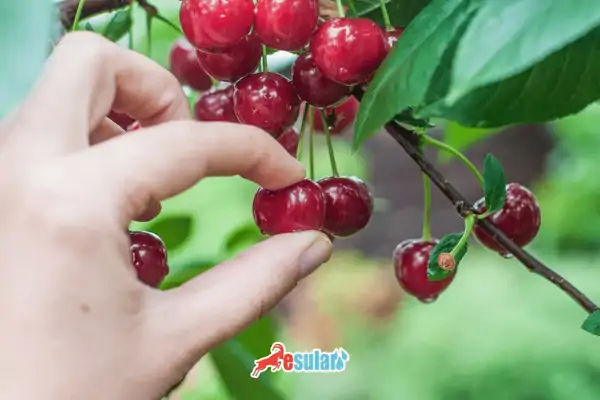 Vişne Yetiştiriciliği Nasıl Yapılır?