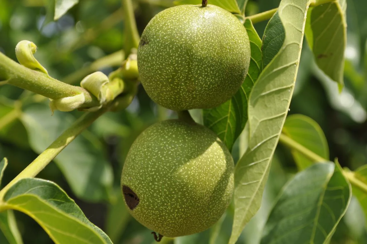 Control of Walnut Diseases and Pests